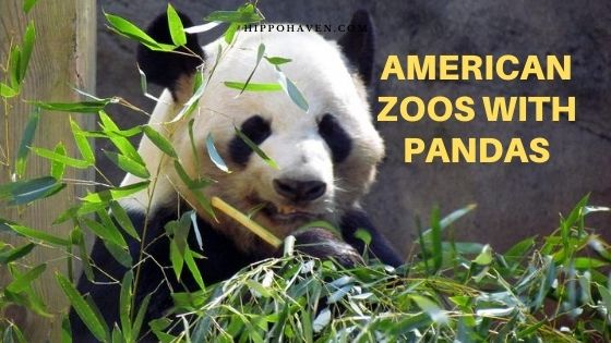 American Zoos with Magnificent Giant Pandas - Hippo Haven