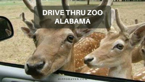 Drive-thru Zoo Alabama - What You Need to Know - Hippo Haven